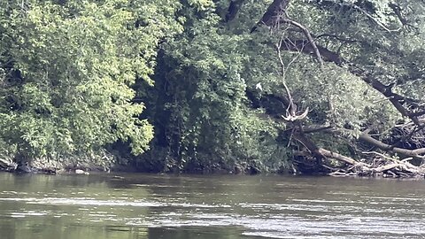 Juvenile Kingfisher chasing parents 😊