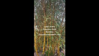 Hawaiian Gold Bamboo Ocoee Bamboo Farm 407-777-4807