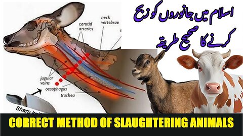 The Correct Method of Slaughtering Animals in Islam | اسلام میں جانوروں کو ذبح کرنے کا صحیح طریقہ