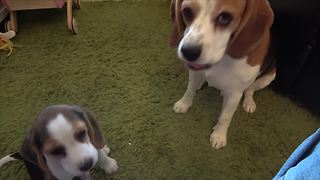 Beagle rats out puppy for mess on carpet