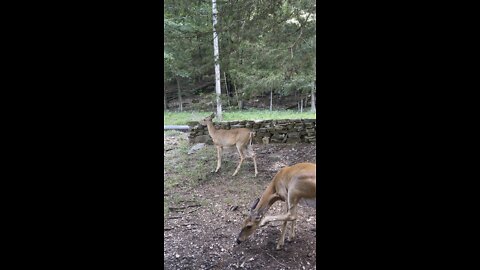 Deer Yawns on Command