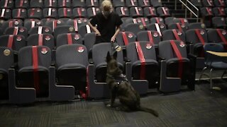 Are COVID-sniffing dogs the key to getting fans back in the stands?