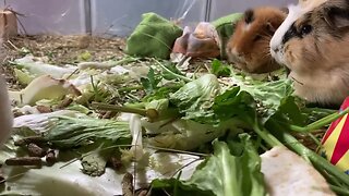 Guinea pigs eating