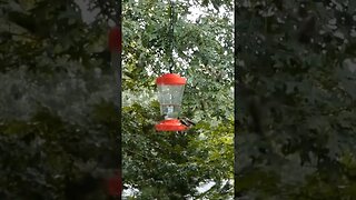 Hummingbirds loading up before they migrate for winter.