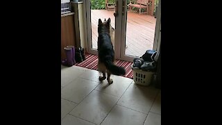 German Shepherd begs owner to let his best friend inside