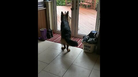 German Shepherd begs owner to let his best friend inside