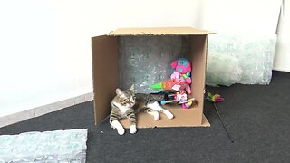 This Cat Just Got Presents