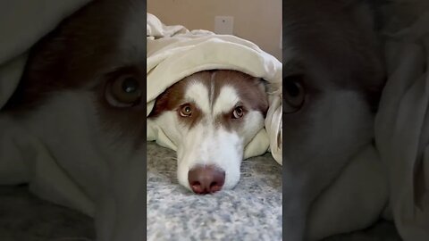 Husky does NOT want to leave his bed!!!