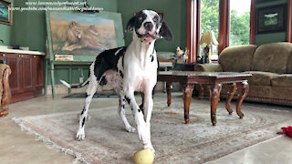 Great Danes' Funny Howling And Chomping Musical Duet