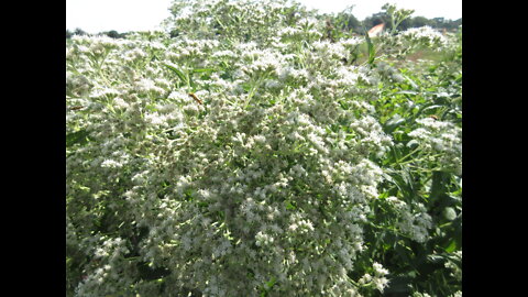Pure White Flowers Boneset September 2021