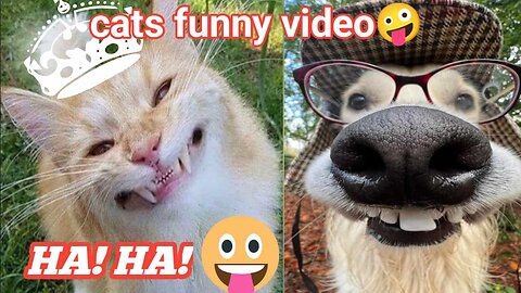 Funniest Animals 2023 - Funniest Cats and Dogs 😹🐶 lustiges Video,