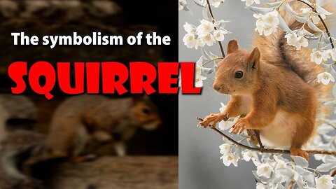 The symbolism of the Squirrel