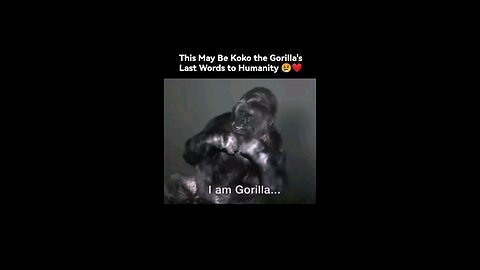 Koko the gorilla to the people, save the earth🌍🌍🌍