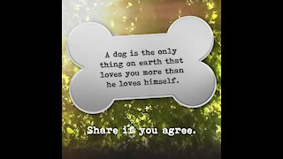 Dog loves you more than himself [GMG Originals]
