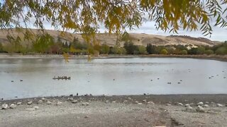 Willow trees, ducks, breezes, and fall colors: A Sunday afternoon at Cottonwood Lake.