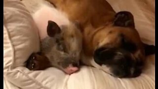 Adorable dog and pig are best friends and sleep together