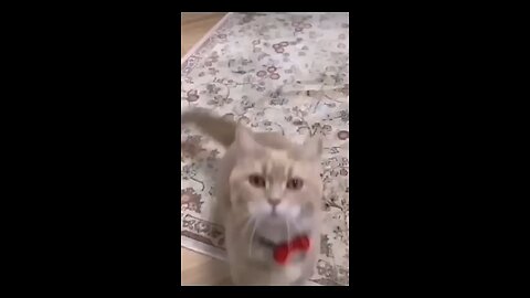 cat funniest video 😄😺 danceing