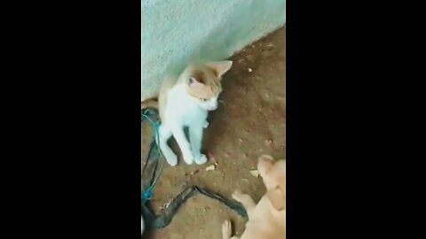 Cat and dog funny videos 🤩cat and dog cute fight video #viral #shorts
