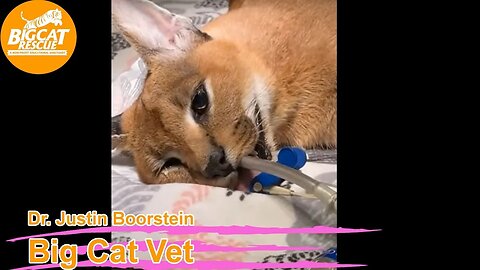 Cyrus caracal has been limping so Dr Boorstein is here to find out why 10 17 2023