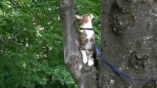 Cat Loves to Climb on Trees