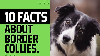 10 interesting Facts about Border Collie.