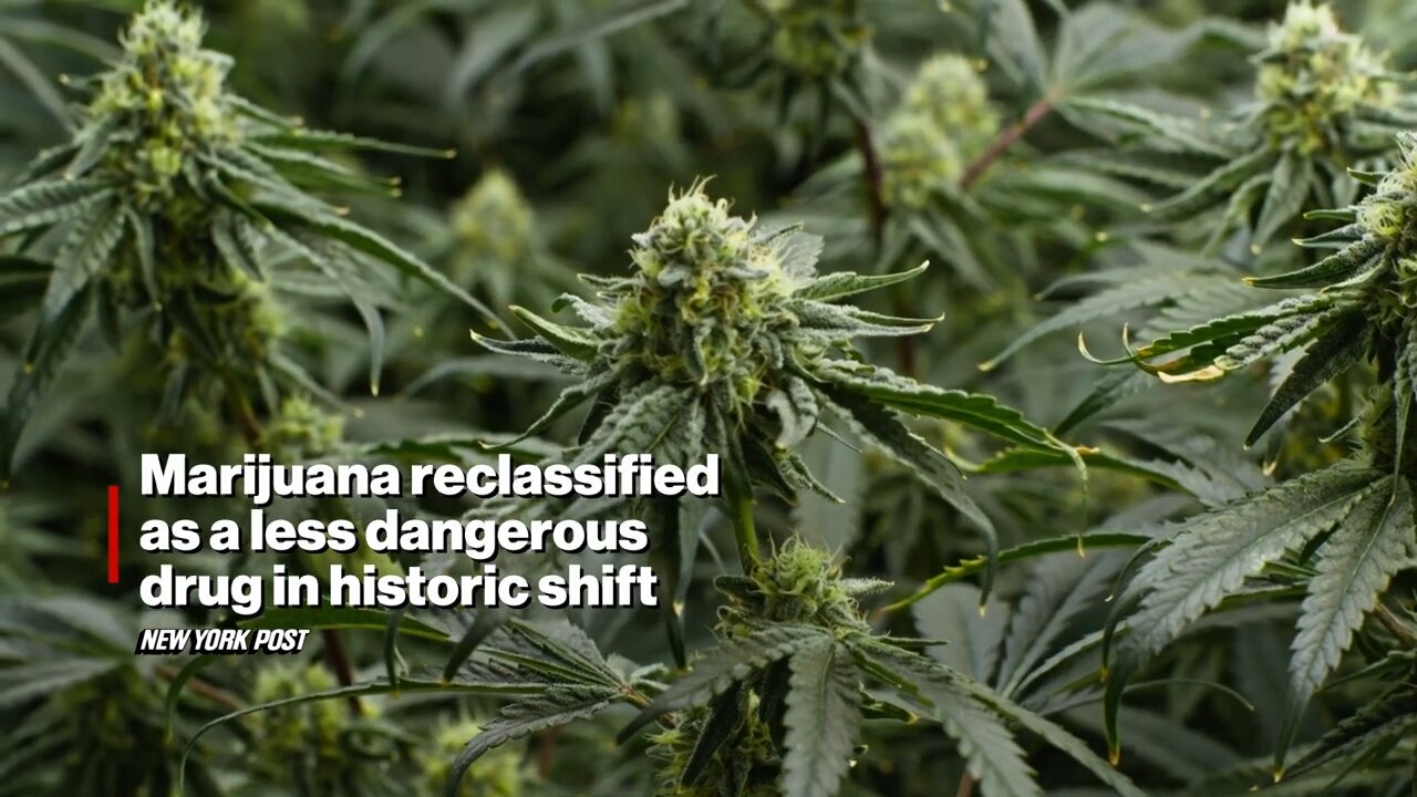 Marijuana Reclassified As A Less Dangerous Drug In Historic Shift By ...