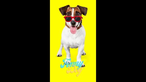 🤣Funny Dogs Playing with Snow 2022 Video Clips #shorts