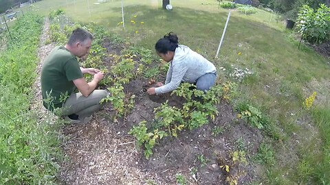 Awesome Garden Updates Then Killing Frost In August