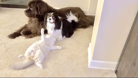 Ragdoll, Newfie and Cavalier are best friend goals