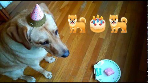 Labrador retriever celebrates his first birthday with dog treat and cake 🐕🎂🐕