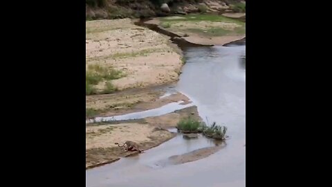 Leopard Drags Kill Across The Sand River