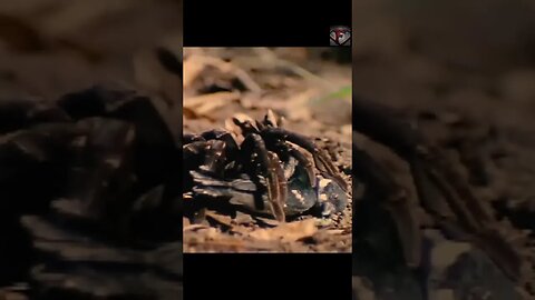 The Goliath Birdeater Facts #shorts #interestingfacts #spider