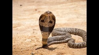 Giant Cobra Found Hidden Inside Shoe in Karnataka #shorts