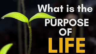 What is the Purpose of Life?