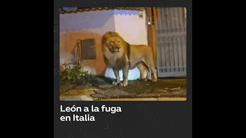 León escapa de circo y pasea por calles italianas