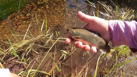 West Fork Apache Trout Fishing