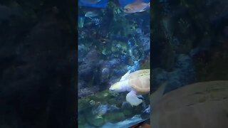 Albino green sea turtle at the aquarium