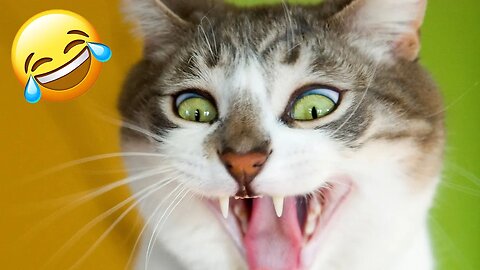 MOORE TV | Funny Cats #2 😂😺🐶