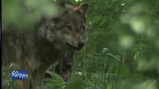 wolf hearing experiencing tense statements