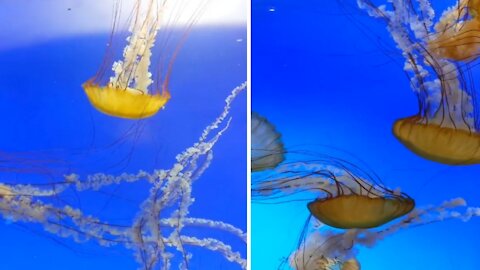 Amazing Jellyfish in the aquarium So beautiful