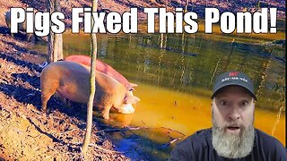 Pigs Fixed Leaky Pond!