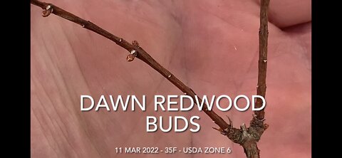 Dawn Redwood Buds