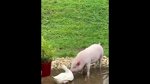 Duck and pig best friends play in the water