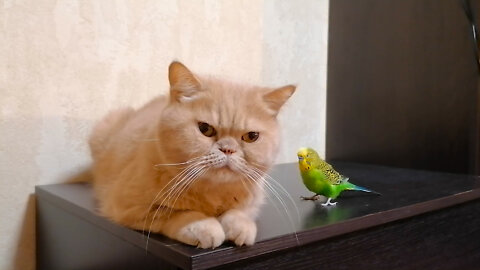 Кот и птица, милые животные #242