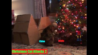 Christmas Cat Attacks 2!