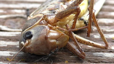 Time lapse captures grasshopper dissection by ants & wasps
