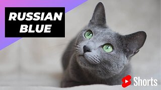 Russian Blue 🐱 One Of The Most Beautiful Cat Breeds In The World #shorts