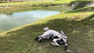 Happy Upside Down 8 Month Old Great Dane Puppy Rolls in the Wet Grass