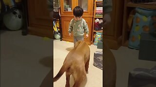 Rhodesian Ridgeback Puppy Eats Imaginary Food Her Boy Cooks for Her