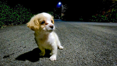 A Small Dog From The Street